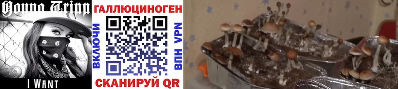 мориарти какой сайт  Иннополис  Псилоцибиновые грибы прущие грибы 